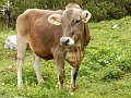 20200611_101438_Bosruckhuette_RH