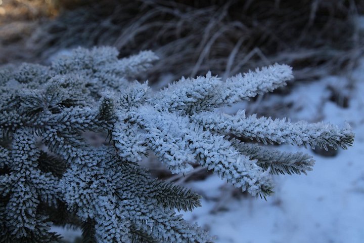 20201129_073641_Raureif_HH.jpeg