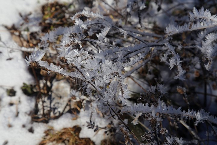 20201129_073653_Raureif_HH.jpeg
