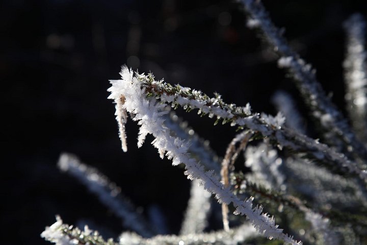 20201129_073702_Raureif_HH.jpeg