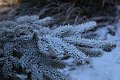 20201129_073641_Raureif_HH