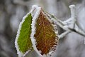 20201129_073725_Raureif_RH