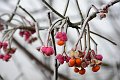 20201129_073732_Raureif_RH