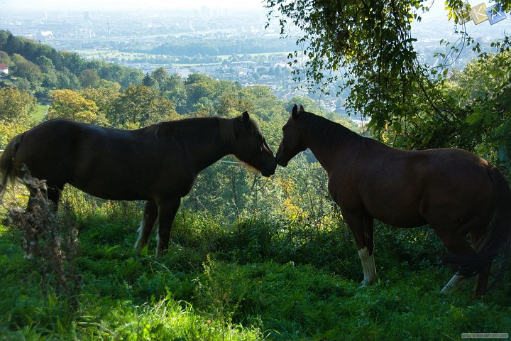 20200922_17_Oberb_Silbergrab.jpg