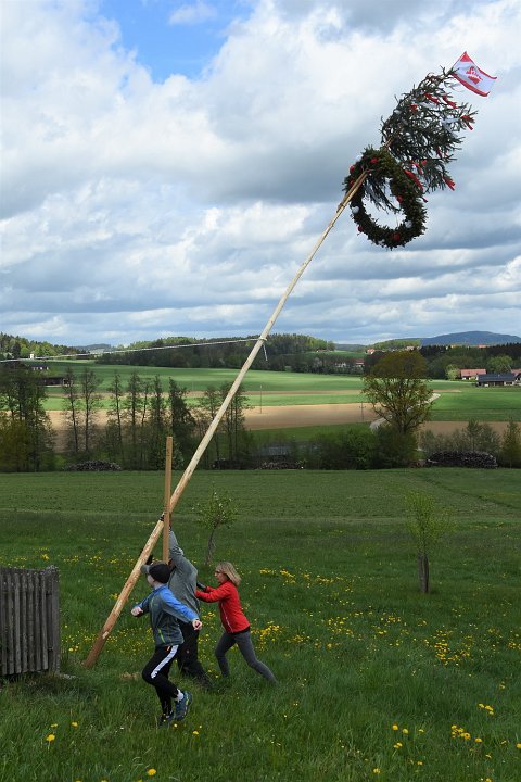 20200501_130454_Maibaum_Willersd.JPG