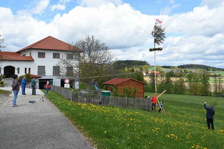 20200501_130653_Maibaum_Willersd.JPG