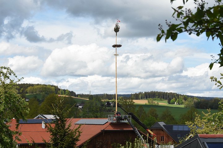 20200501_134058_Maibaum_Willersd.JPG