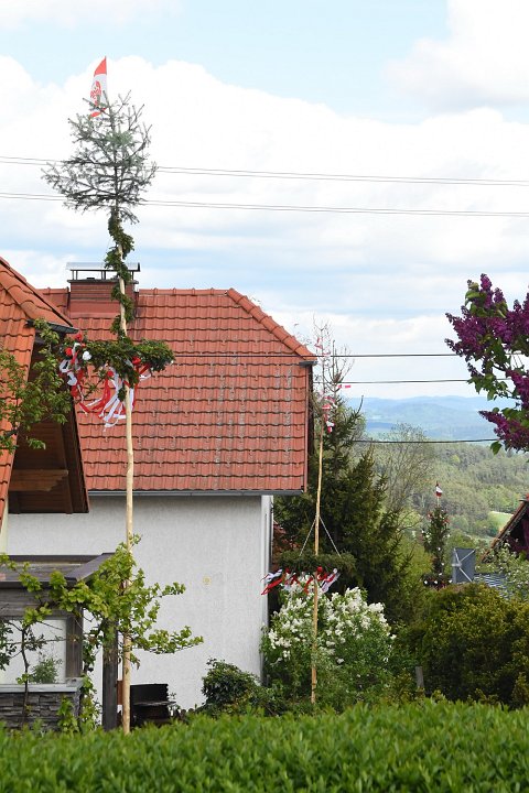 20200501_143115_Maibaum_Willersd.JPG