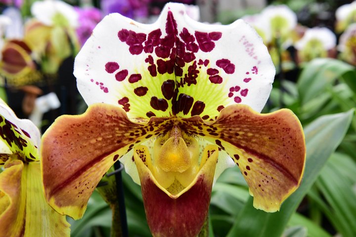 Orchideenschau