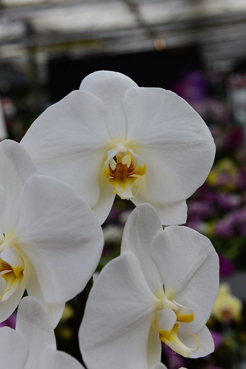 20210215_144700_Orchideen.JPG