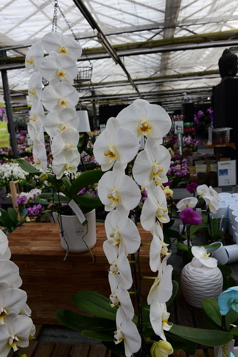 20210215_144705_Orchideen.JPG