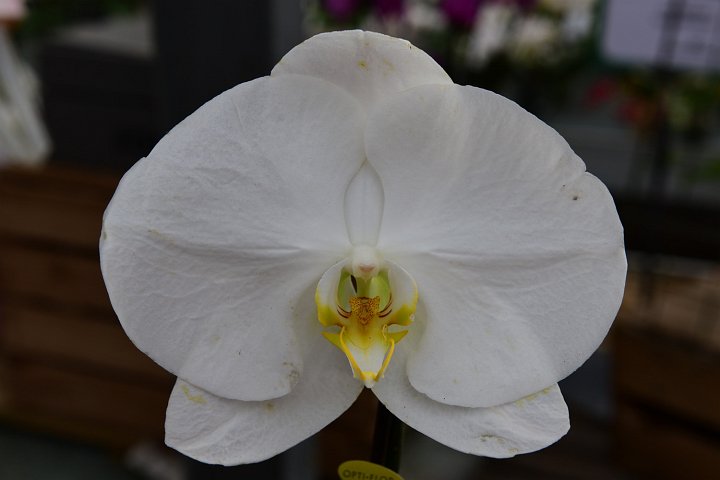 20210215_144734_Orchideen.JPG