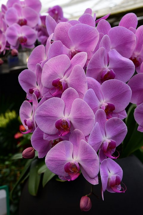 20210215_145035_Orchideen.JPG