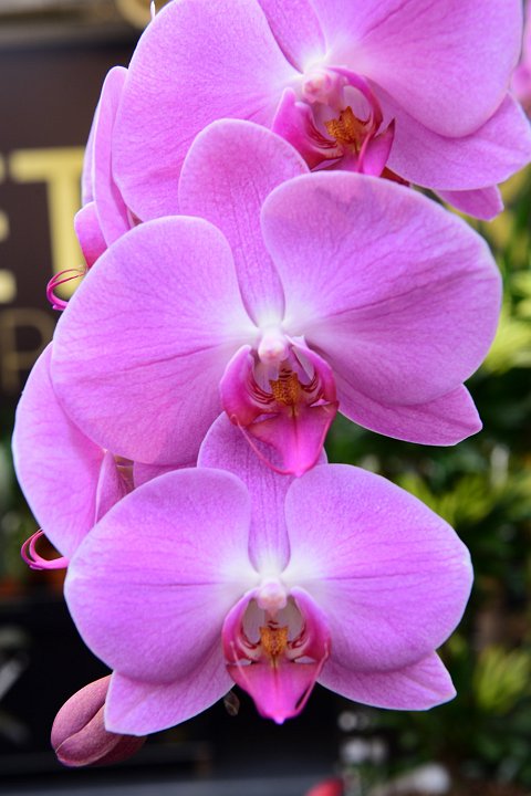 20210215_145137_Orchideen.JPG