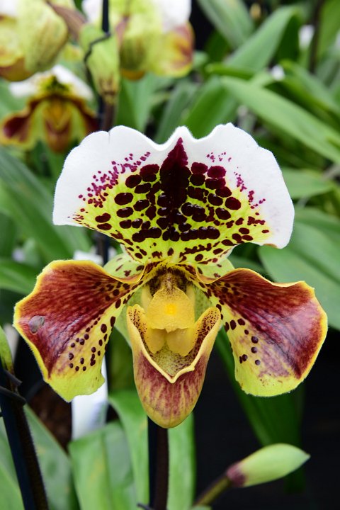 20210215_145155_Orchideen.JPG