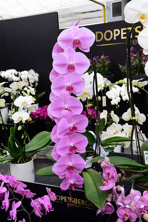 20210215_145314_Orchideen.JPG