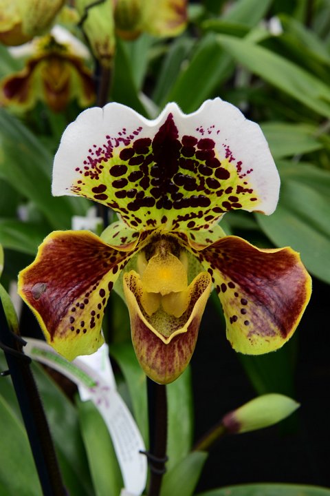 20210215_145417_Orchideen.JPG