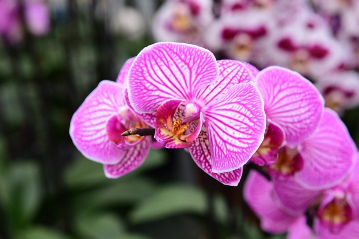 20210215_145927_Orchideen.JPG