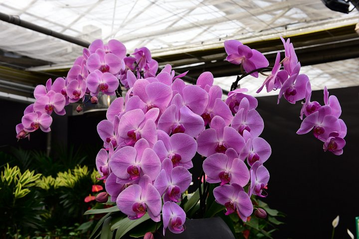 20210215_150400_Orchideen.JPG