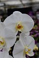 20210215_144700_Orchideen