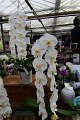 20210215_144705_Orchideen