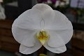 20210215_144734_Orchideen