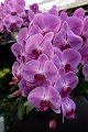 20210215_145035_Orchideen