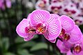 20210215_145927_Orchideen