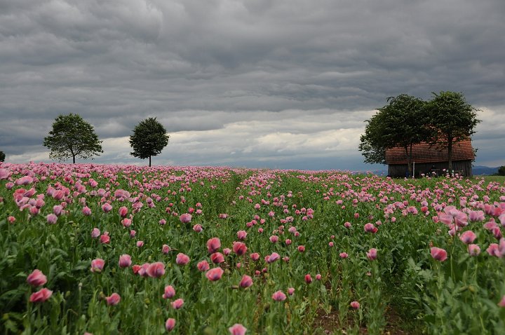 20210630_155109_Mohnblumen.jpg