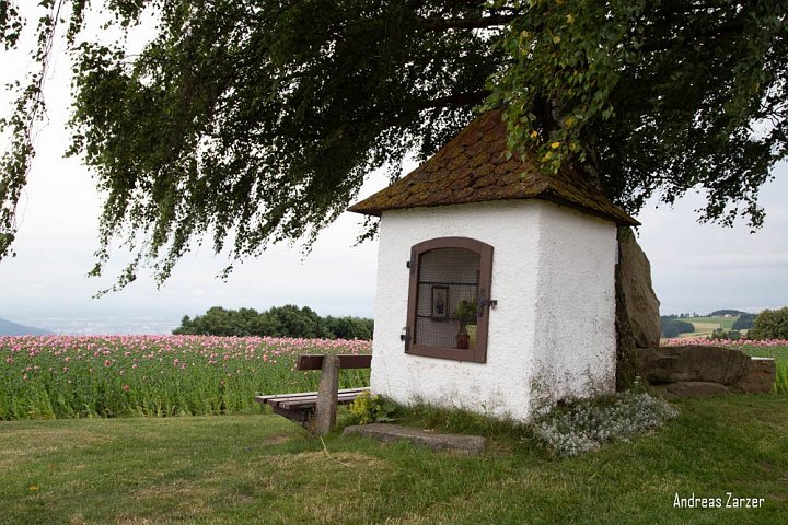 20210708_182204_Blumen.jpg