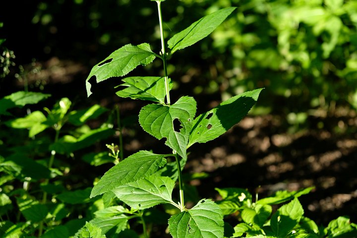 20210710_190437_Wald.jpg