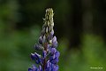 20210610_185617_Blumen