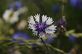 20210621_094942_Blumen