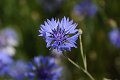 20210621_094948_Blumen