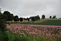 20210630_070849_Mohnblumen