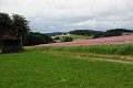 20210630_154651_Mohnblumen