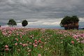 20210630_155109_Mohnblumen