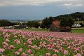 20210630_155813_Mohnblumen