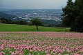 20210630_155842_Mohnblumen