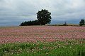 20210630_161912_Mohnblumen