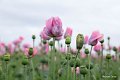 20210708_180757_Blumen