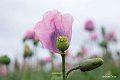 20210708_180919_Blumen
