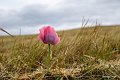 20210708_181451_Blumen