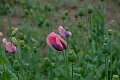 20210708_190620_Mohnblumen