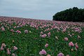 20210708_190908_Mohnblumen