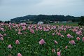 20210708_191704_Mohnblumen