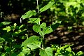 20210710_190437_Wald