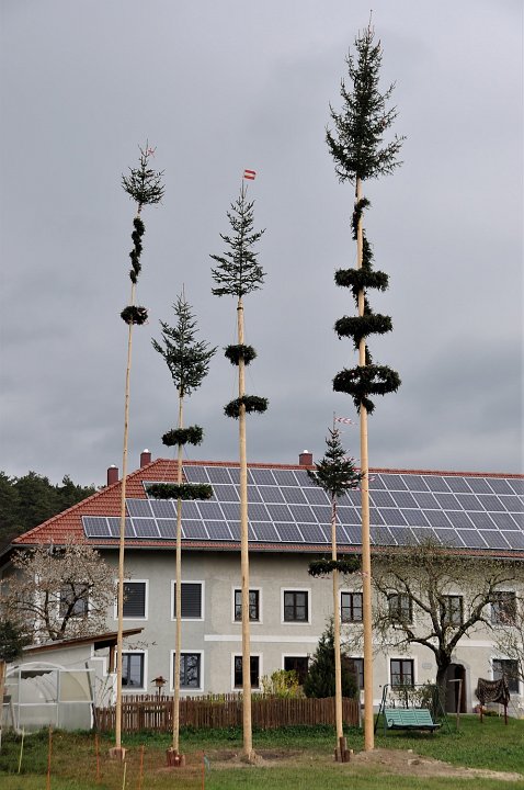 2021_Maibaum_Waldhoer_4.JPG
