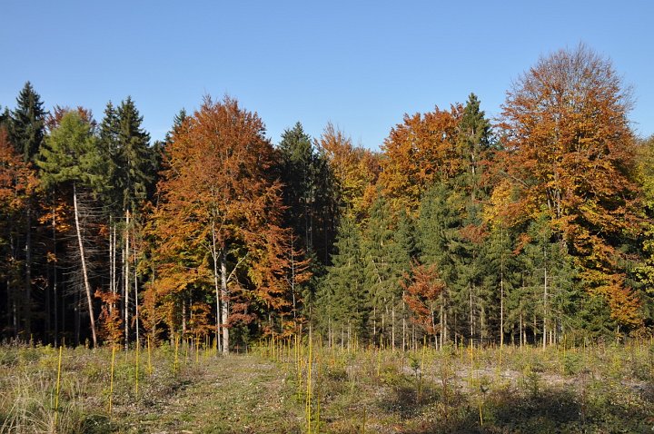 20211028_134943_Herbst_LP.jpg