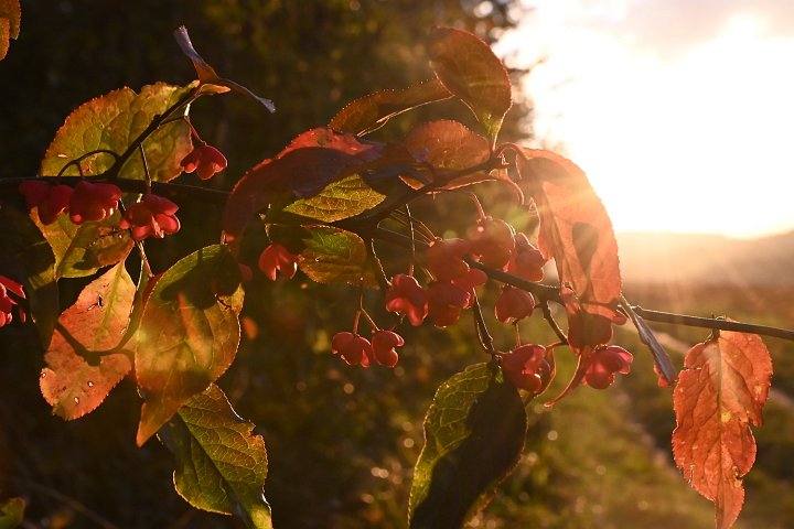 Herbstimpressionen"